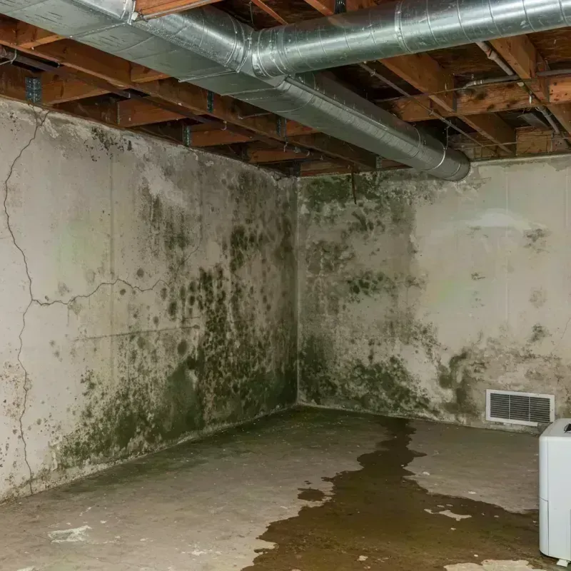 Professional Mold Removal in Maywood, NJ